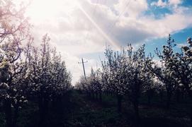 Яблочные сады 