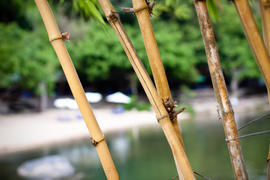 Бамбук дикотрастущий во Вьетнаме на берегу озера