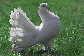 Красивый белый голубь