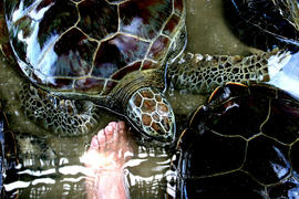Черепаха на Бали