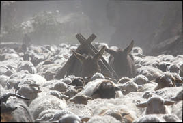 Стадо овец и ослы