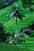 Бали. Растительность и природа