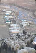 Овцы и дома