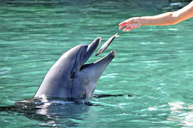 Кормление дельфина