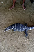 Крокодил на Бали