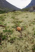 одинокий гриб в горах