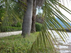пальмовая ветвь