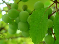 виноградная гроздь