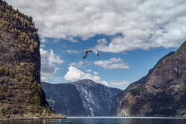 Чайка летит над поверхностью воды на фоне норвежских фьордов в ясную погоду