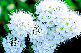 Бутоны белых цветов 