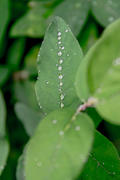 Зеленый лист с каплями воды 