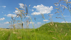 Луговая трава