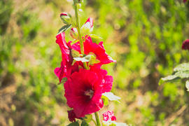 Красный цветок мальвы