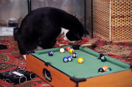 Кот играет в бильярд