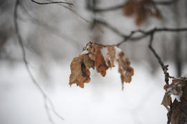 Жухлые листья под снегом