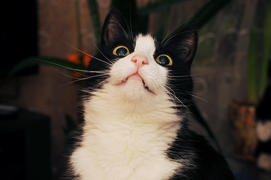 Удивленно-шокированный кот