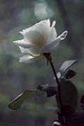 Белая роза против света