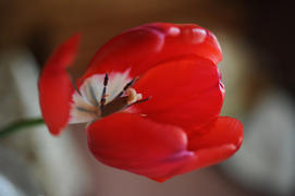 Красный тюльпан