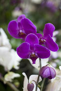 Фиолетовые цветки
