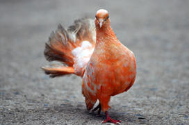 Оранжевый  голубь