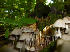 Множеств мелких грибов