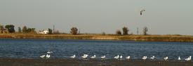 Чайки на берегу реки. Панорамный вид 