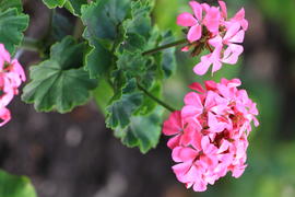 Бутоны розового цветка 