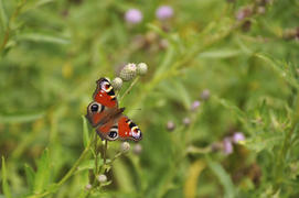 Бабочка в зеленой траве днём