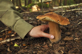 Большой белый гриб в руке