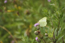 Зеленая бабочка на чертополохе на лугу днём