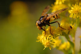 Муха-журчалка сидит на жёлтом цветке и пьёт нектар