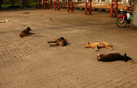 Спящие тайские собаки