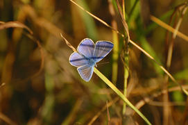 Бабочка-голубянка