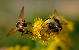 Муха-журчалка и шмель сидят на желтом цветке и пьют нектар