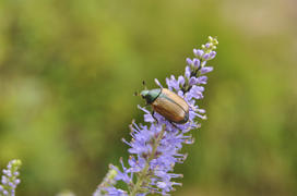 Луговой жук- Хрущик на стебле полевого цветка 