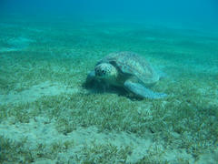 Морская черепаха на морском дне