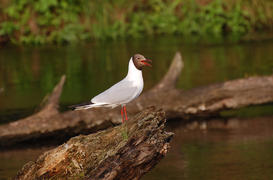 Озерная чайка сидит на затопленном дереве