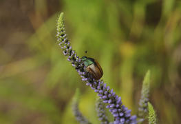 Луговой жук- Хрущик на стебле полевого цветка 