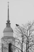 КОЛОМНА. Ворона на дереве на фоне колокольни.