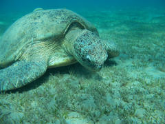 Черепаха пасется на морском дне