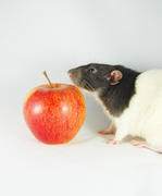 Крыса и яблоко
