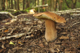 Большой белый гриб в лесу 