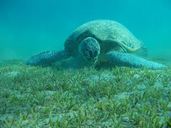Черепаха на морском лугу
