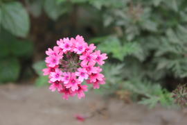 Розовый цветок