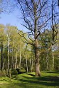 Весенний пейзаж, голое дерево