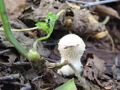 Белый гриб на фоне пожухшей листвы 