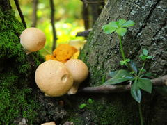 Белые грибы на коре дерева проросшего мхом 