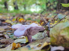 Лесной гриб на фоне пожухшей листвы 