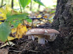 Лесные грибы на фоне опавших листьев 