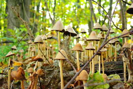 Лесные грибы на фоне зеленой листвы 